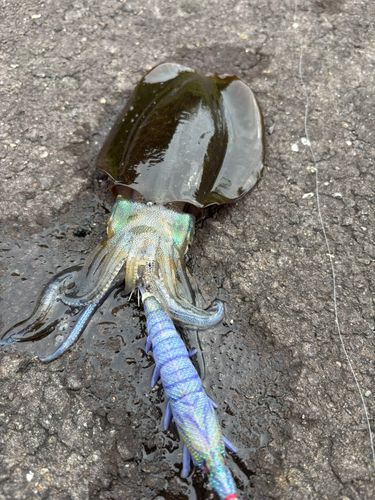 アオリイカの釣果