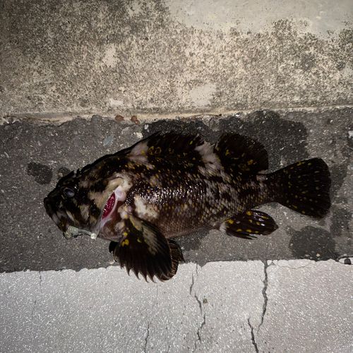 ムラソイの釣果
