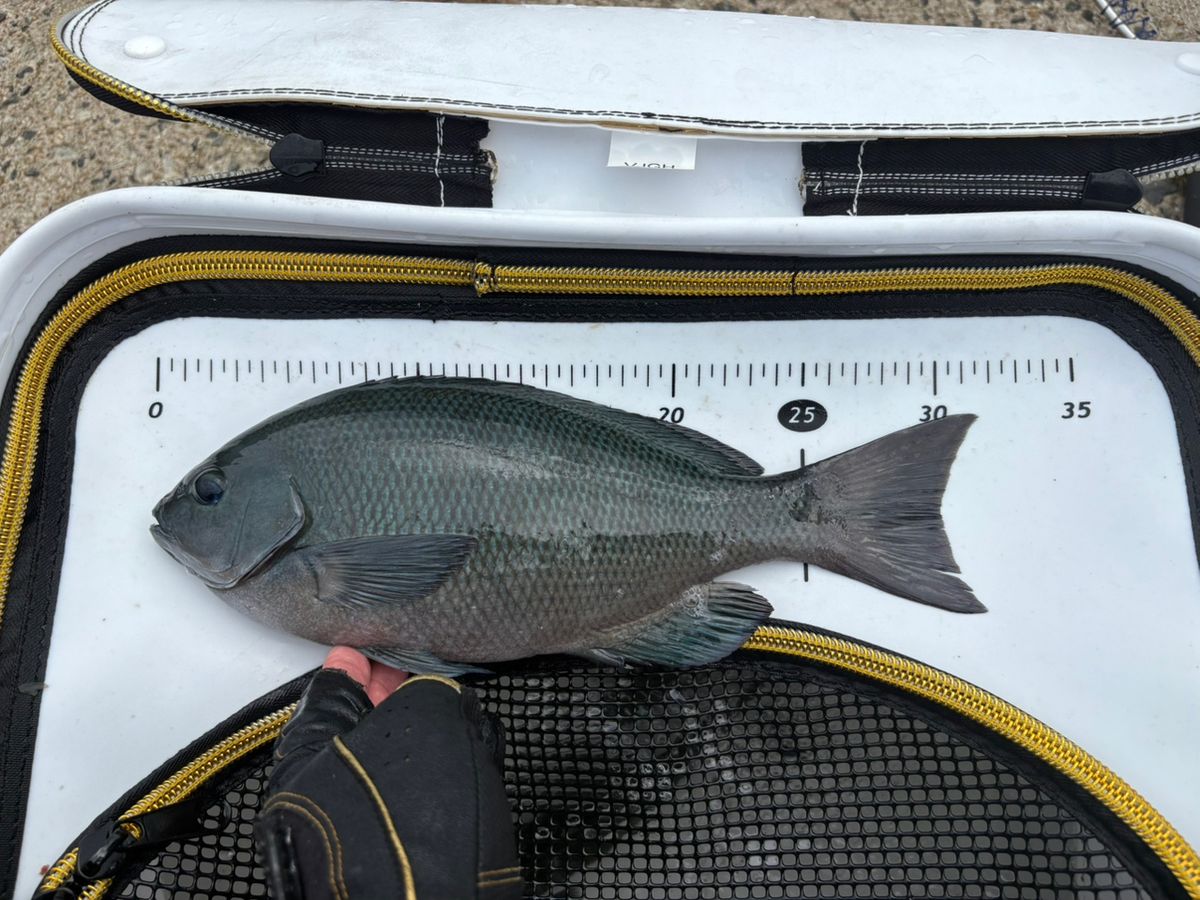 釣りバカゆっきー🎣さんの釣果 1枚目の画像