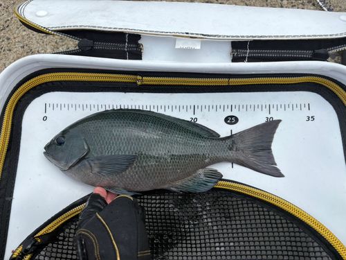 クロの釣果