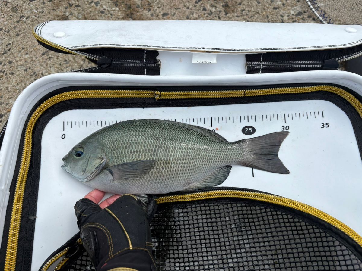 釣りバカゆっきー🎣さんの釣果 2枚目の画像