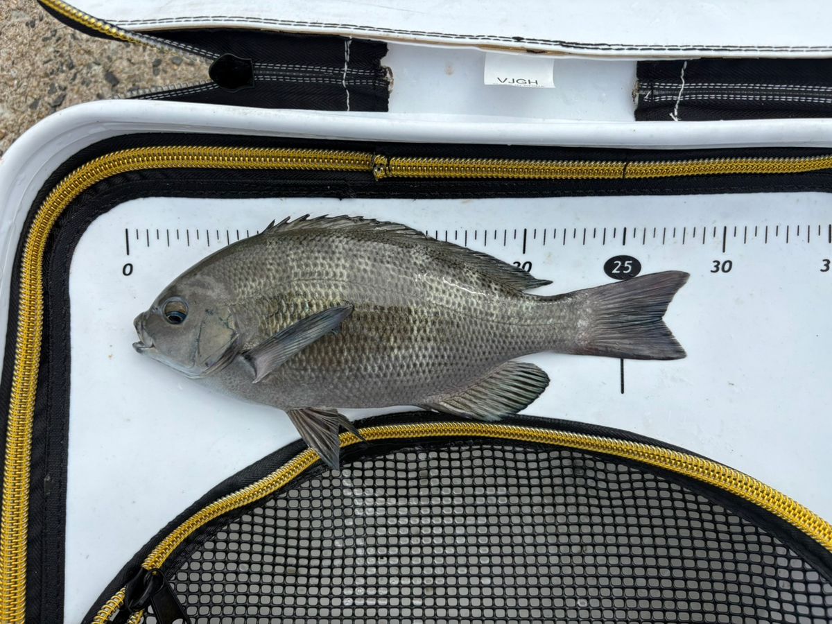 釣りバカゆっきー🎣さんの釣果 3枚目の画像