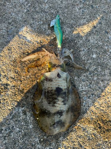 アオリイカの釣果