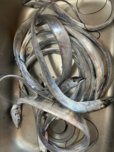 タチウオの釣果