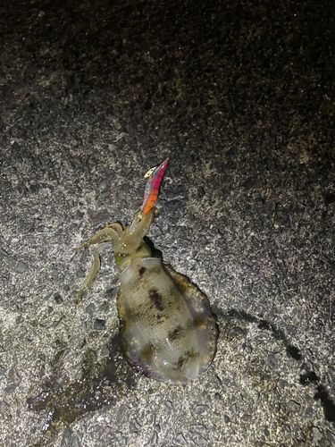 宇佐漁港