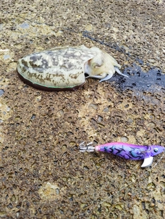 コウイカの釣果