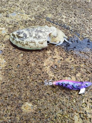 コウイカの釣果