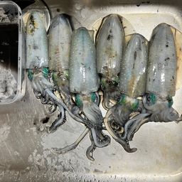 アオリイカ