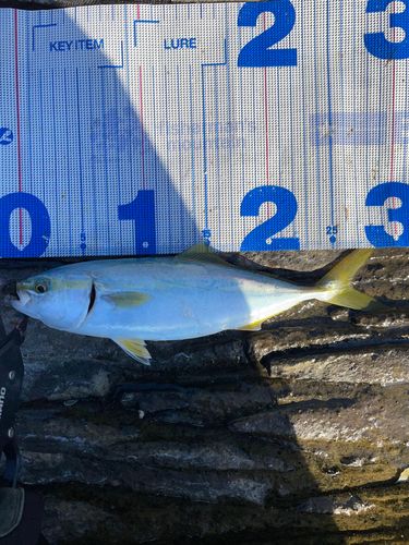 ツバスの釣果