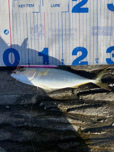 ツバスの釣果