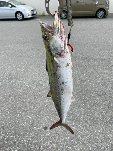 サゴシの釣果