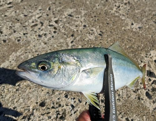 コゾクラの釣果
