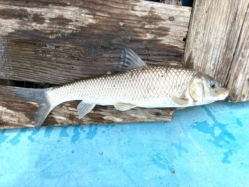 ニゴイの釣果