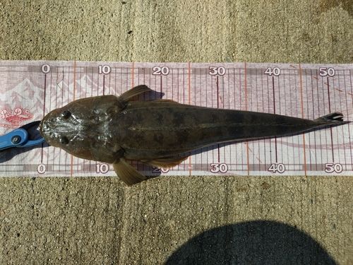 マゴチの釣果