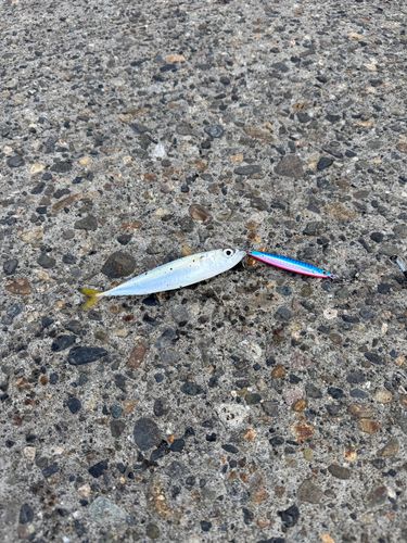サバの釣果