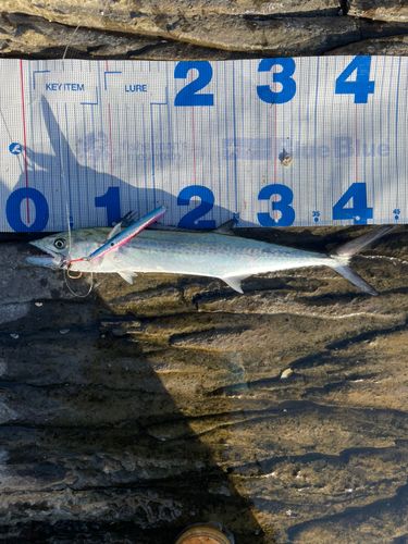サゴシの釣果