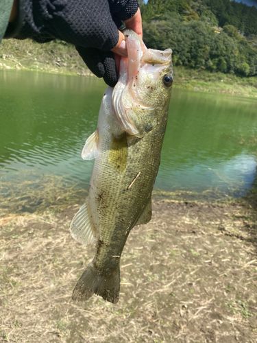 月ヶ瀬湖