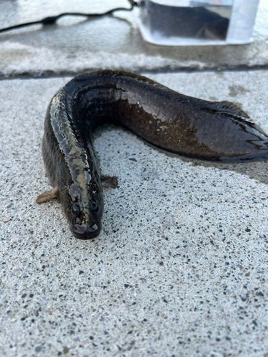 ギンポの釣果