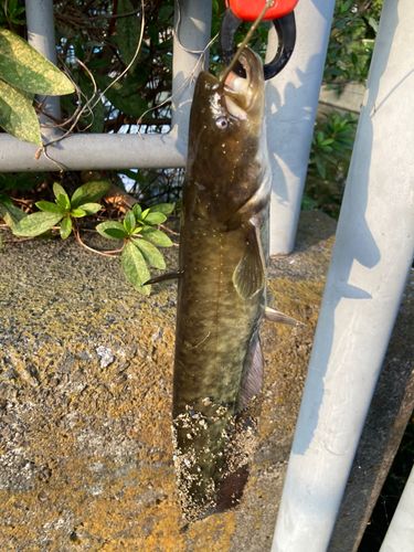 ナマズの釣果