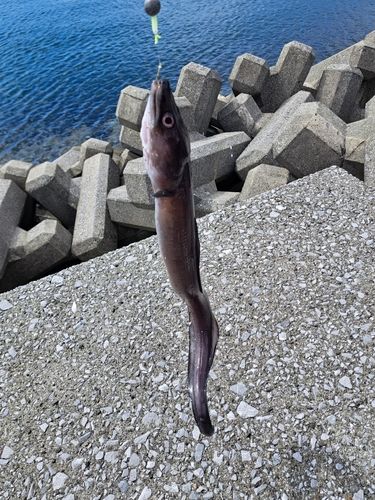 釣果