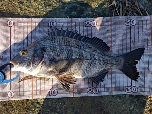チヌの釣果
