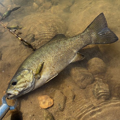スモールマウスバスの釣果