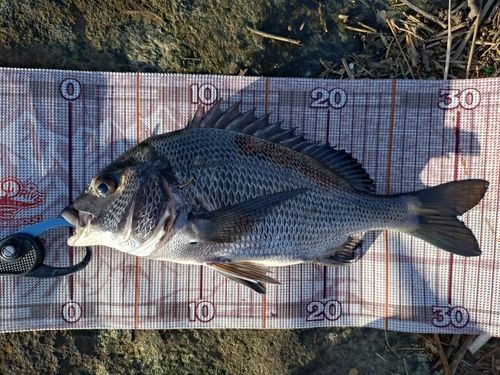 チヌの釣果
