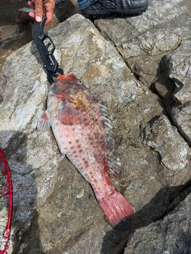 ネリゴの釣果