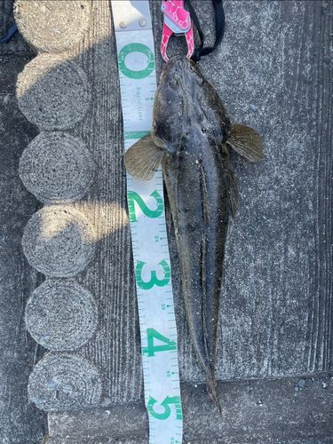 マゴチの釣果