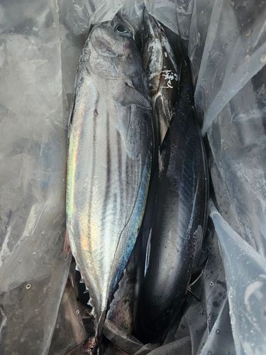 カツオの釣果