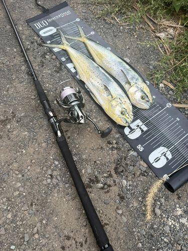 シイラの釣果