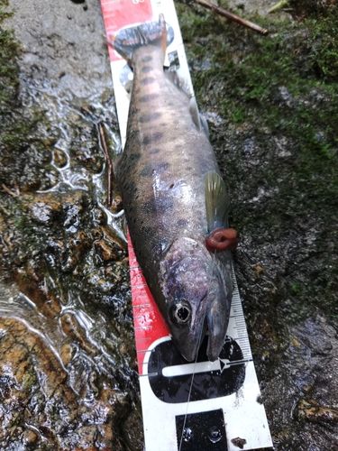 ヤマメの釣果