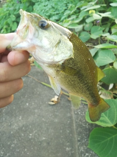 ラージマウスバスの釣果