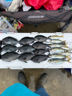 グレの釣果