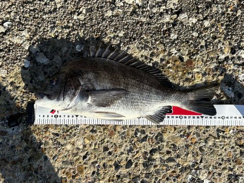 クロダイの釣果