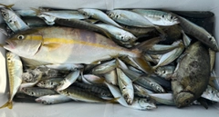 シオの釣果