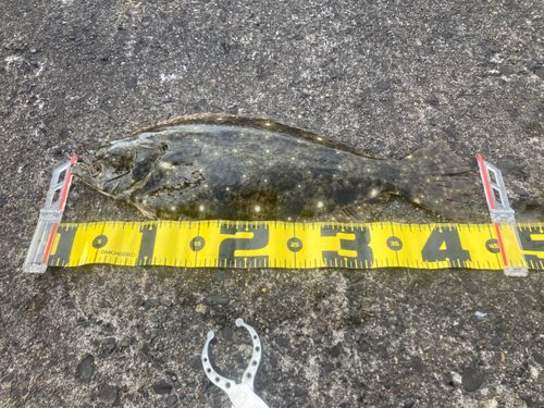ヒラメの釣果