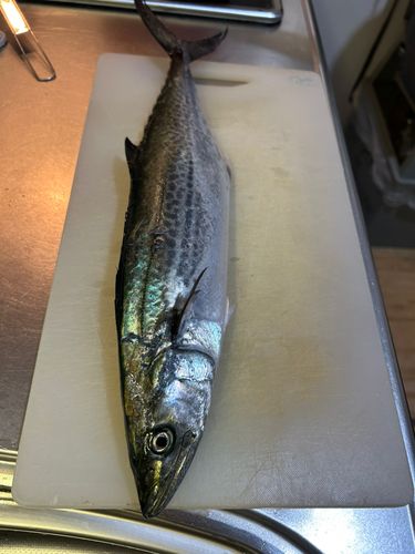 サゴシの釣果