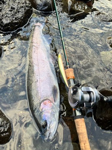 ニジマスの釣果
