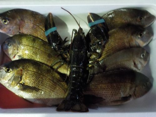 タイの釣果