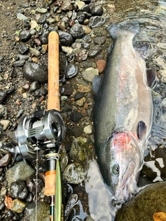 ニジマスの釣果