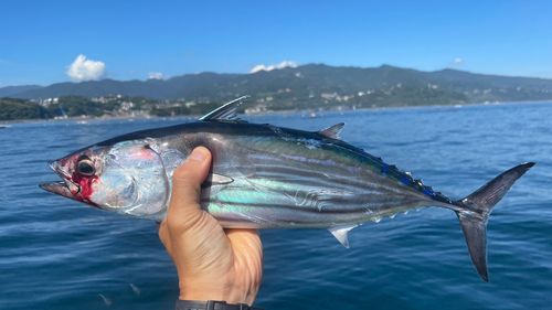 カツオの釣果