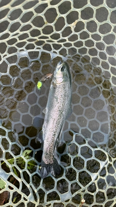 ニジマスの釣果