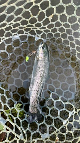 ニジマスの釣果