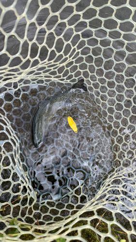 ニジマスの釣果