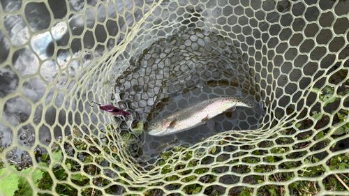 ニジマスの釣果