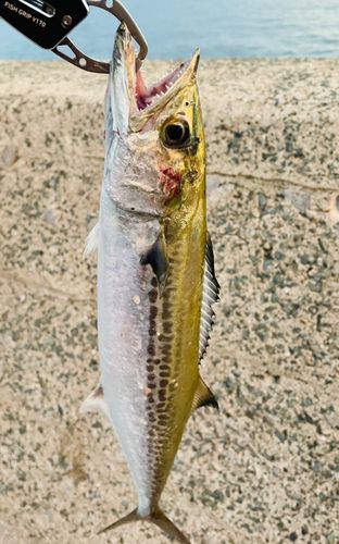 サゴシの釣果