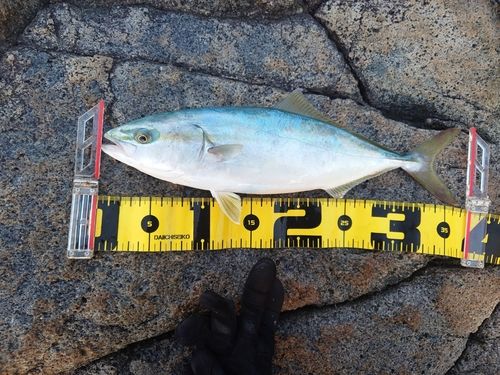 ワカシの釣果