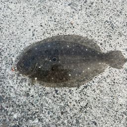 ガンゾウビラメ