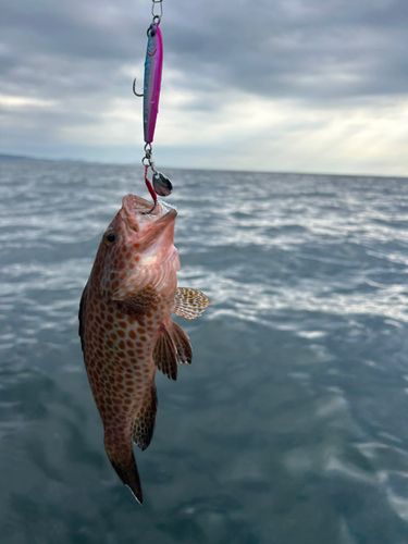 オオモンハタの釣果